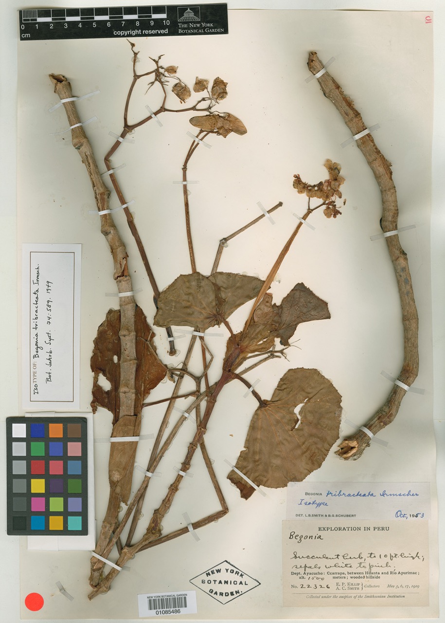 B. tribracteata